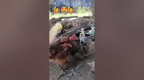 manok na baliktad ang balahibo|Mga Tips sa .